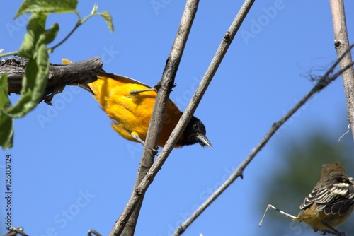Фотография Closeup of a male Baltimore Oriole perched with its fledgling