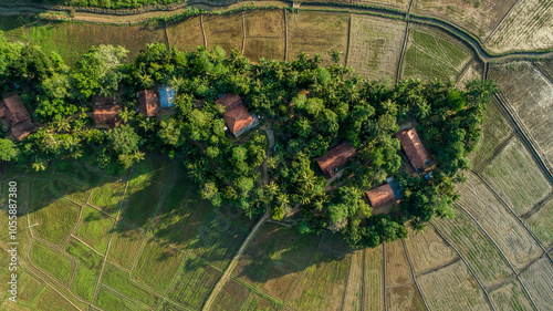 An aerial view of lush Sri Lankan paddy fields in the golden evening light showcases a vibrant, green landscape. The fields stretch across the horizon, creating a breathtaking mosaic of greenery and photo