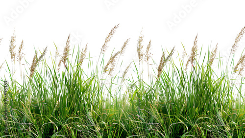 A detailed image of tall grass from a meadow Isolated on a transparent background