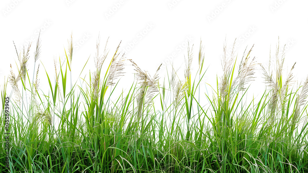 Fototapeta premium A detailed image of tall grass from a meadow Isolated on a transparent background