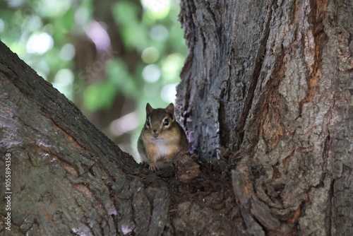 chipmunk watching from a tree