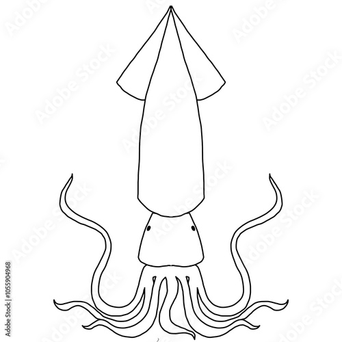 hand drawn illustration of squid
