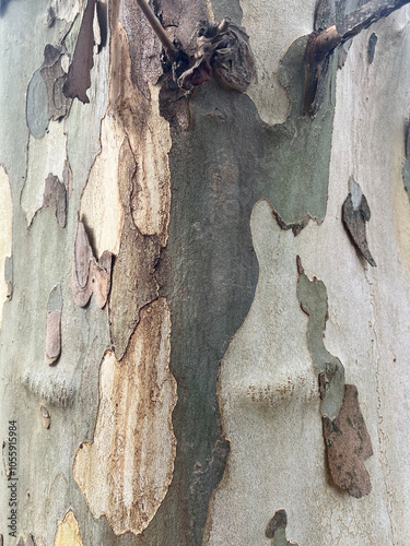 Konstfotografi sycamore bark in autumn