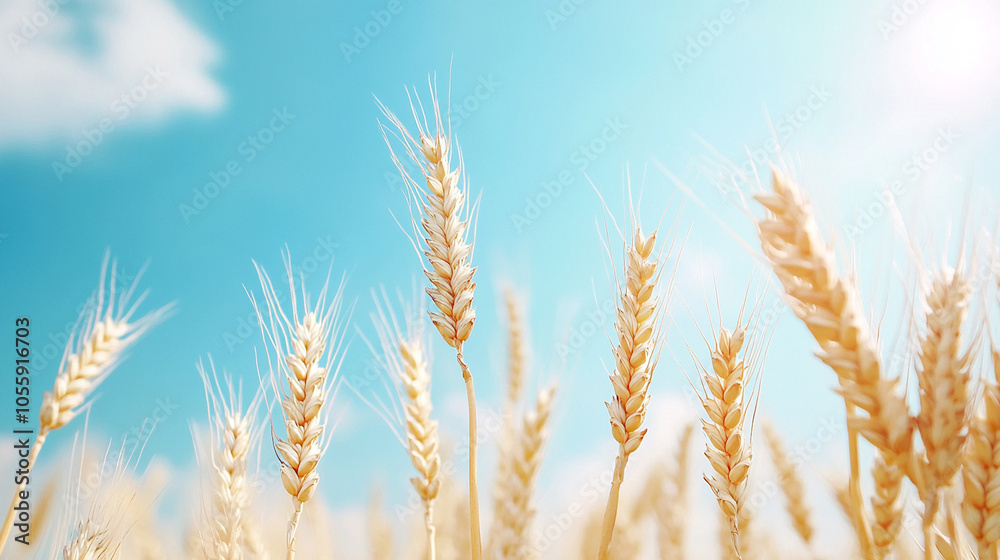 field of ripening wheat against the blue sky. Spikelets of wheat with grain shakes wind. grain harvest ripens in summer.
field of ripening wheat against the blue sky. Spikelets of wheat with grain shakes wind. grain harvest ripens in summer.