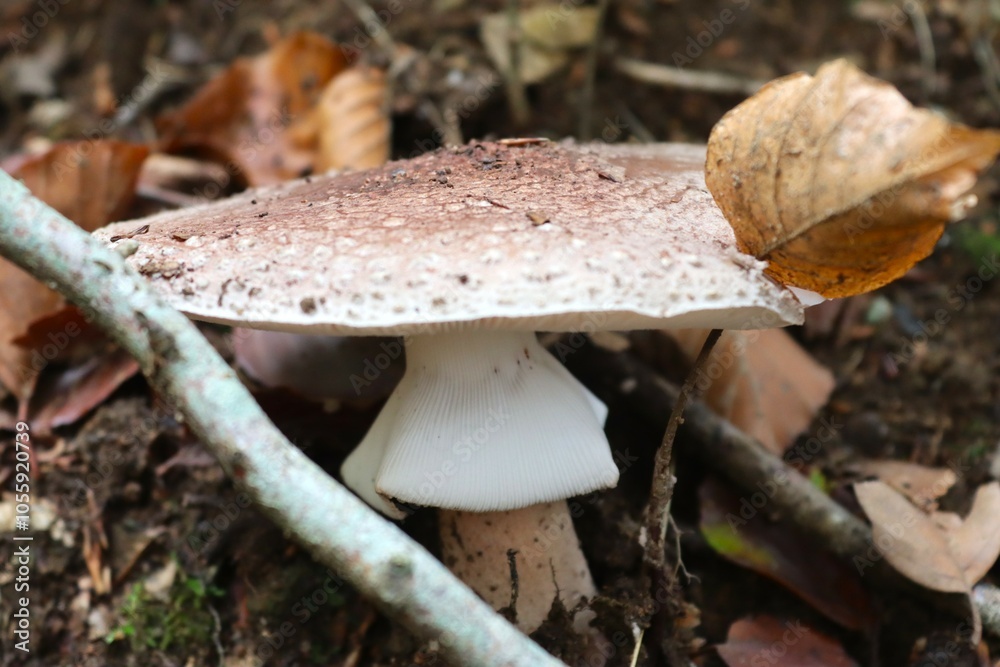 champignon en forêt champignon en forêt