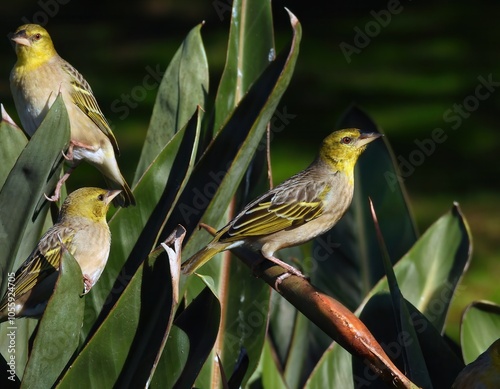 Village Weavers (Ploceus cucullatus) enjoying the sunshine in the budding flowers photo