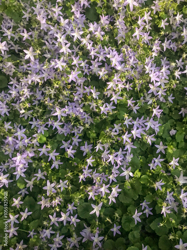 small lilac flowers of the Campanula poscharskyana 'Blue Star' photo