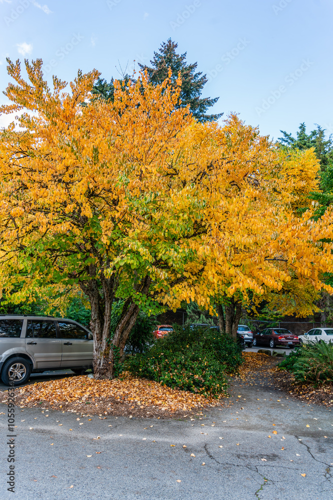 Fall Arboretum Lot Tree
