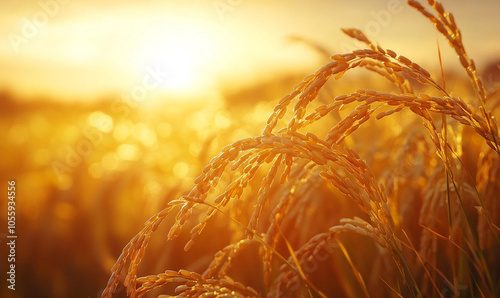 
golden asian rice against a sunset sky. Close-up of a beautiful nature field with a glare of sunlight.