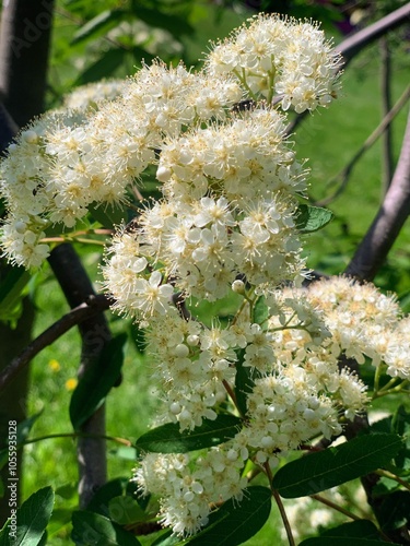 Sorbus aucuparia,  сommon rowan, park, plants, spring, blooming garden, summmer