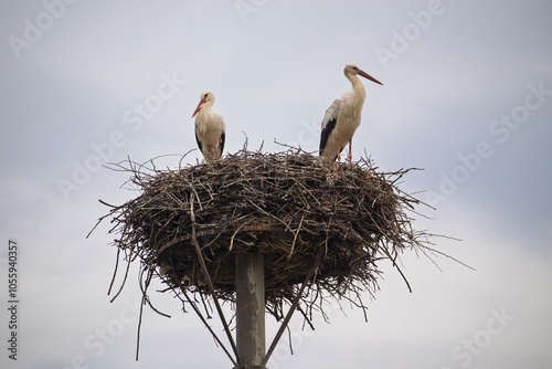 White stork in nest.