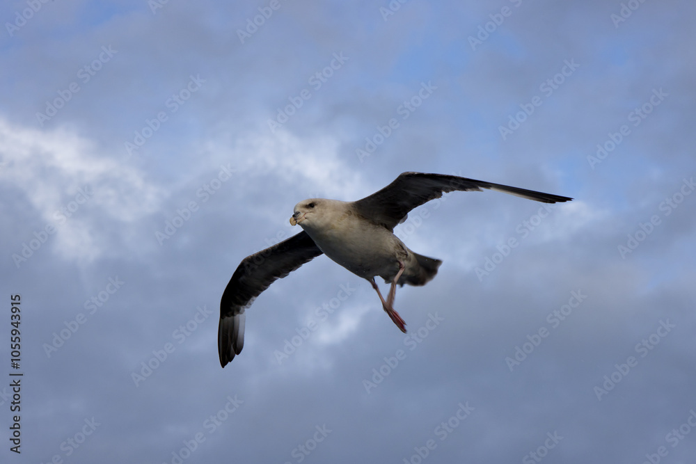 Northern Fulmar Bird Flying Over Sea in Arctic Northern Fulmar Bird Flying Over Sea in Arctic