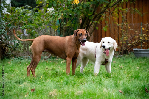 Ridgeback und Retriever im Garten und hecheln