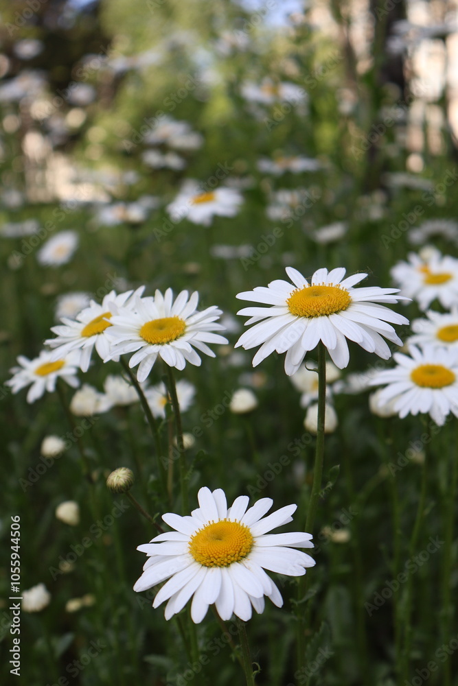 Chamomile Chamomile