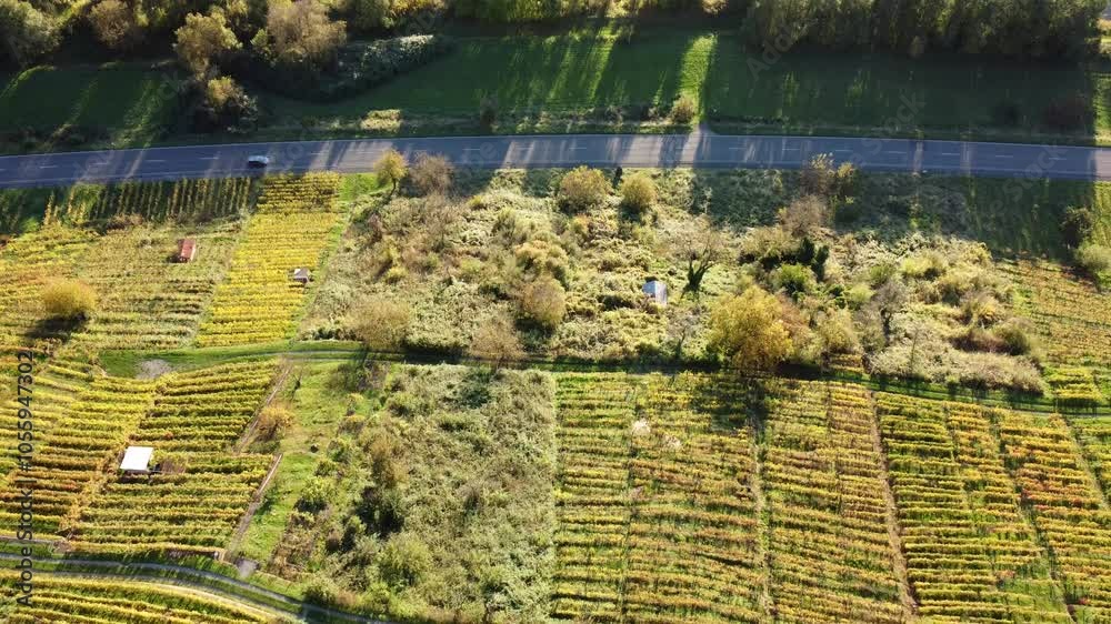 Drohne fliegt über Weinberg im Herbst mit Straße und Fluss Main bei Sonnenuntergang, Schöne Natur, Luftaufnahme