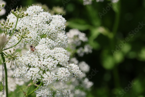 ground elder flower in focus