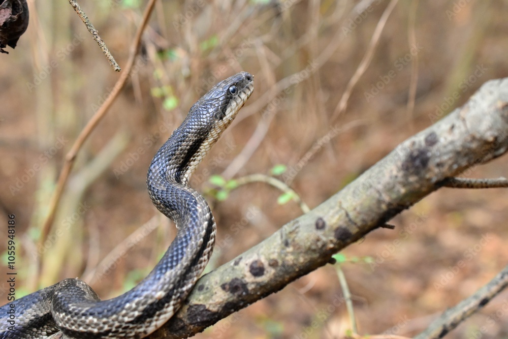 Fototapeta premium snake on a tree branch