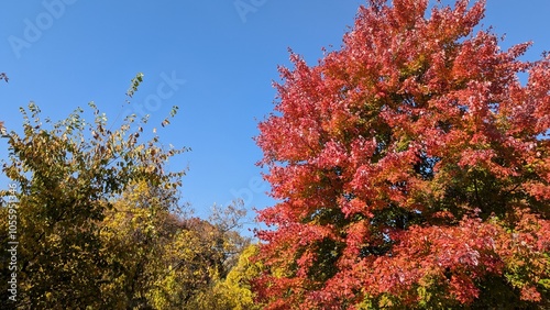 red autumn trees
