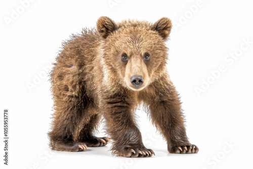 Intense brown grizzly bear fulllength portrait on white background