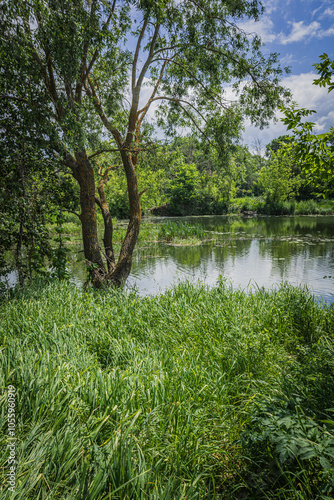 A river in the wild in summer photo