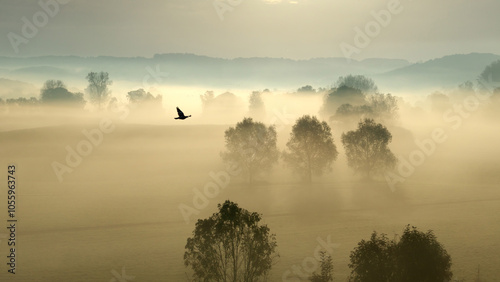 Nebel-Auen mit Krähe