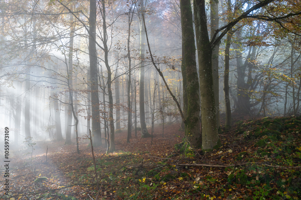 Sunbeams in fog in an autumn forest Sunbeams in fog in an autumn forest