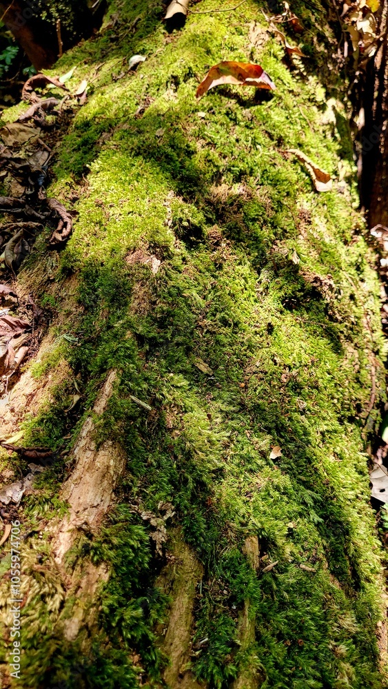 Fototapeta premium moss on the tree