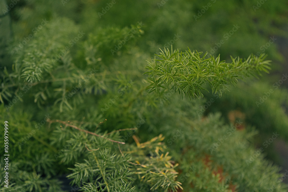 Close-Up of Fresh Green Foliage Branch in Natural Setting Close-Up of Fresh Green Foliage Branch in Natural Setting
