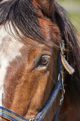 Horse, face and farm in closeup, outdoor and countryside with eyes, health and growth on field, Equine animal, mane and chestnut pet in summer, wellness and sunshine at rural ranch in Argentina