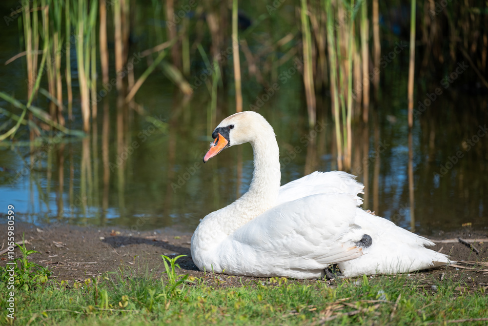Obraz premium Swan sitting on bank of lake on sun. Beautiful white swan sitting near the water and catches warm sunlight
