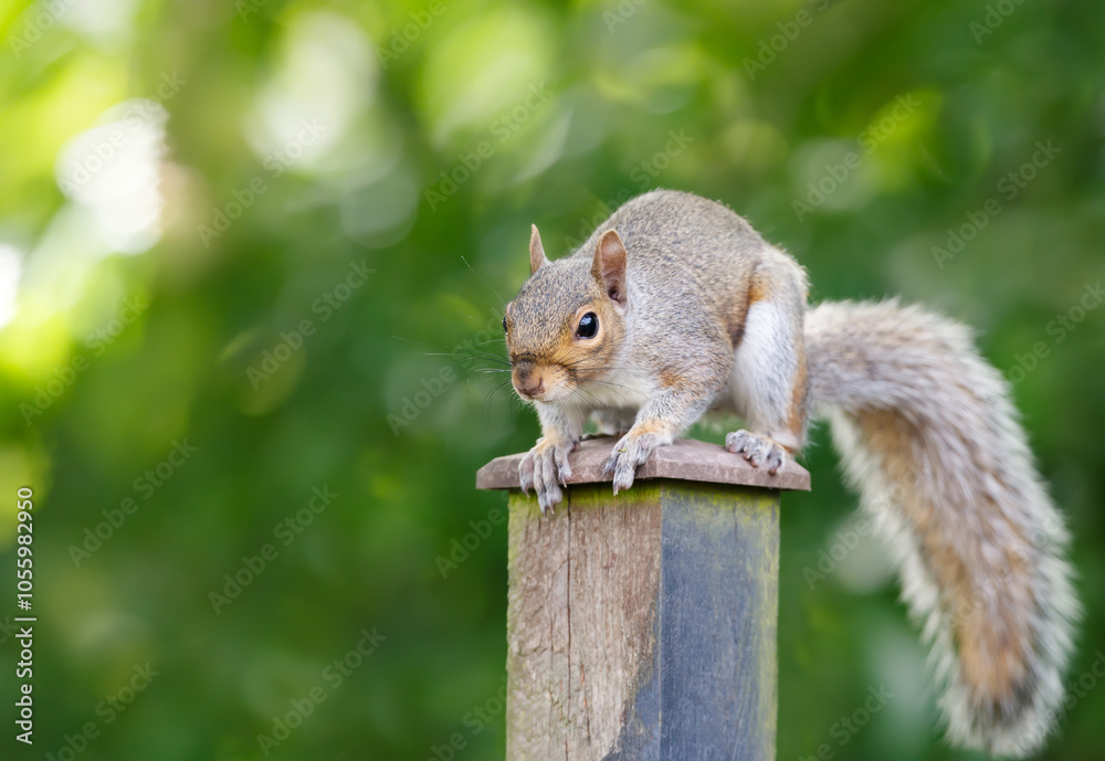 Portrait of a curious grey squirrel sitting on a garden fence.post Portrait of a curious grey squirrel sitting on a garden fence.post