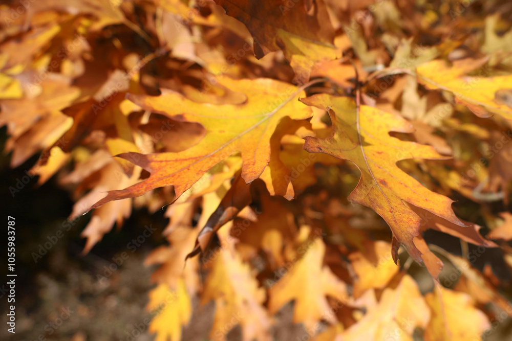 Bright orange oak leaves on sunny autumn day in park. Hill's oak foliage background with copy space. Close up two yellow oak leaves. Fall mood concept.
