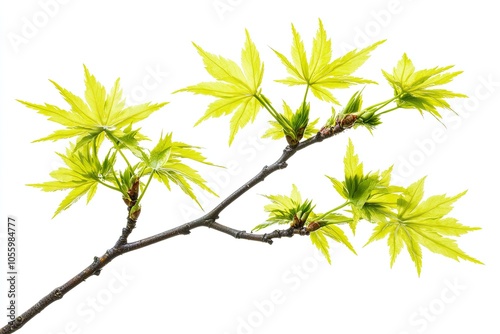 Elegant branch with young green maple leaves isolated on a white background. 