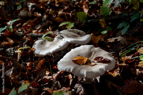 Autumn mushrooms in Germany