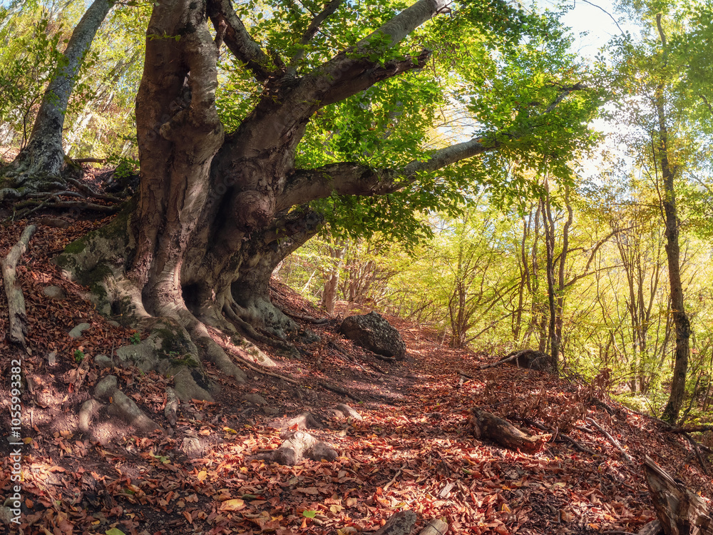 Trekking trail in the wild forest. Old beech in autumn Trekking trail in the wild forest. Old beech in autumn