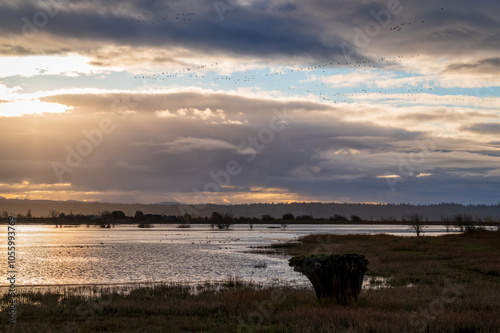 Fir Island Farm Reserve with migrating snow geese in the sky. With over 200 acres of estuary in this protected zone, this bird habitat is intended to protect many animals passing through over winter.