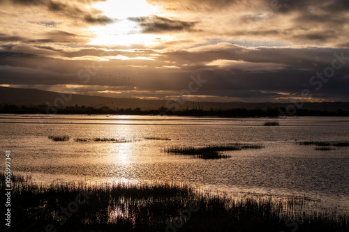 Fir Island Farm Reserve with migrating snow geese in the sky. With over 200 acres of estuary in this protected zone, this bird habitat is intended to protect many animals passing through over winter.