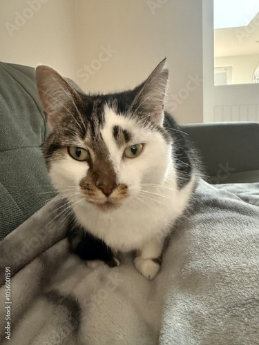 A cat looks curiously at the camera inside a house