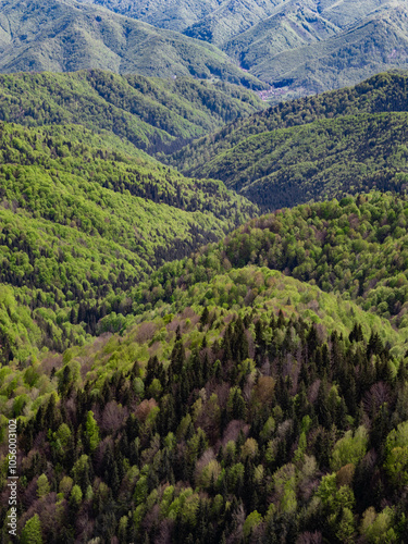 View from mountain hill overlooking green-brown forest