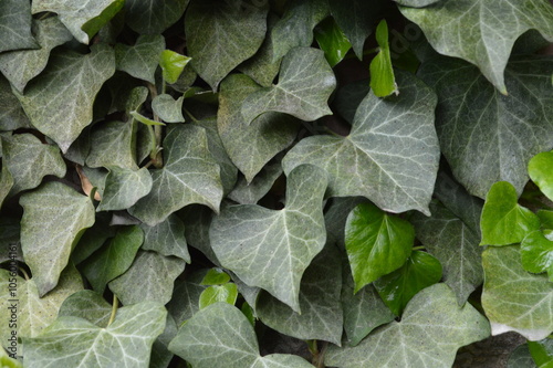 ivy on old wall macro photography, texture, 