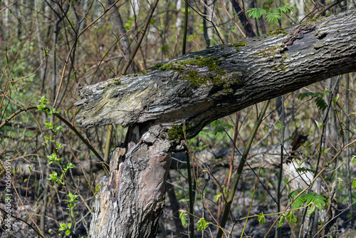 Broken tree trunk after by the wind in the forest. Consequences of a storm or hurricane. Damage after windstorm in the park