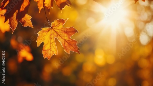 golden autumn forest with sunlight filtering through colorful leaves, vibrant fall foliage and peaceful nature