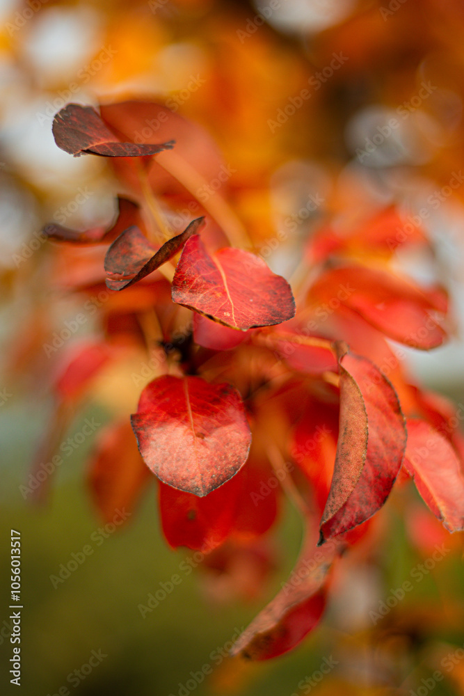 beautiful orange autumn leaves at the sacred mountain in the Czech Republic beautiful orange autumn leaves at the sacred mountain in the Czech Republic