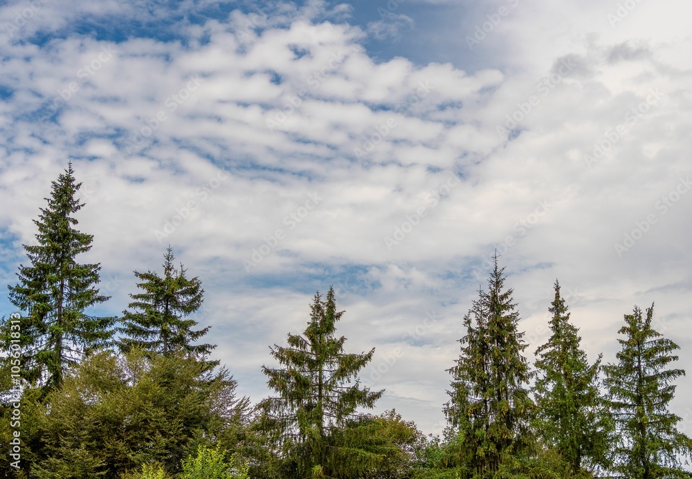 Fototapeta premium Pine trees against the background of a cloudy sky