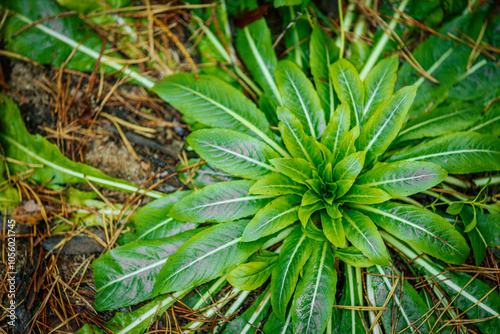 A detailed close-up of a green plant with lush leaves spreading on the forest floor, surrounded by pine needles. The vibrant leaf veins and natural textures create a fresh, earthy scene.