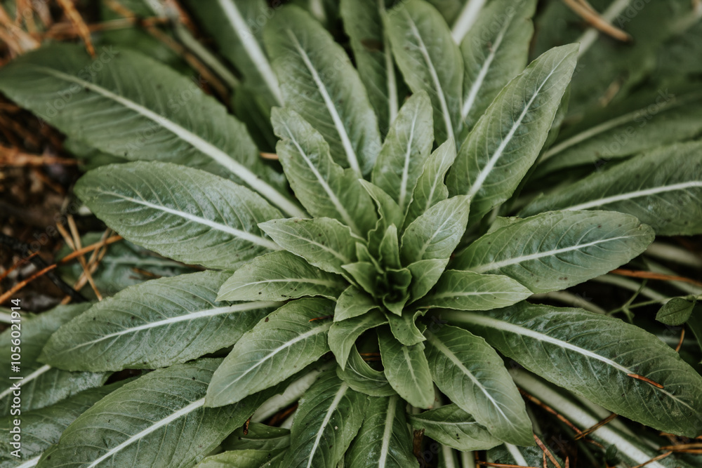 A detailed close-up of a green plant with lush leaves spreading on the forest floor, surrounded by pine needles. The vibrant leaf veins and natural textures create a fresh, earthy scene. A detailed close-up of a green plant with lush leaves spreading on the forest floor, surrounded by pine needles. The vibrant leaf veins and natural textures create a fresh, earthy scene.