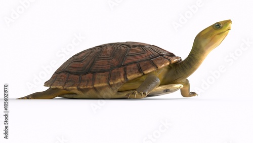 tortoise with white background