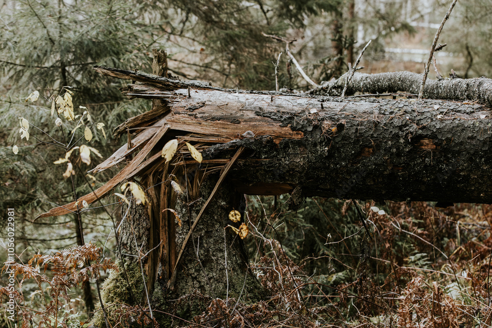A close-up of a broken tree trunk with rugged, sharp edges, set amidst a forest filled with yellowing autumn leaves. The scene captures the raw beauty of nature's decay and forest textures. A close-up of a broken tree trunk with rugged, sharp edges, set amidst a forest filled with yellowing autumn leaves. The scene captures the raw beauty of nature's decay and forest textures.