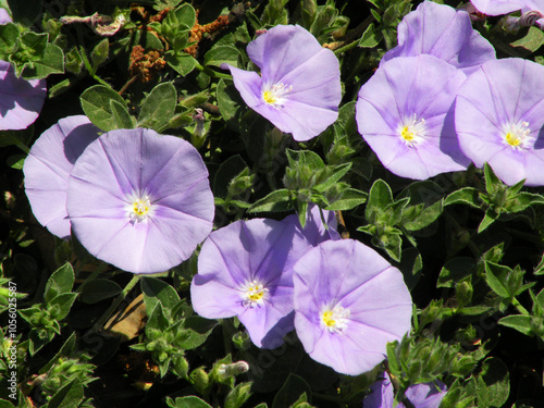 Convolvulus sabatius, commonly called bluebell photo