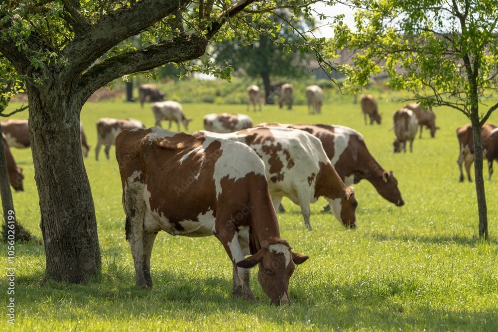 Herd of cows grazing peacefully under trees in a sunny green pasture Herd of cows grazing peacefully under trees in a sunny green pasture